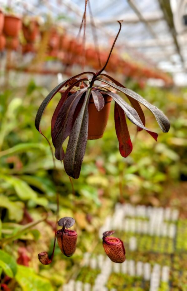 412: N. tenuis x peltata (seedgrown) - (47 cm)