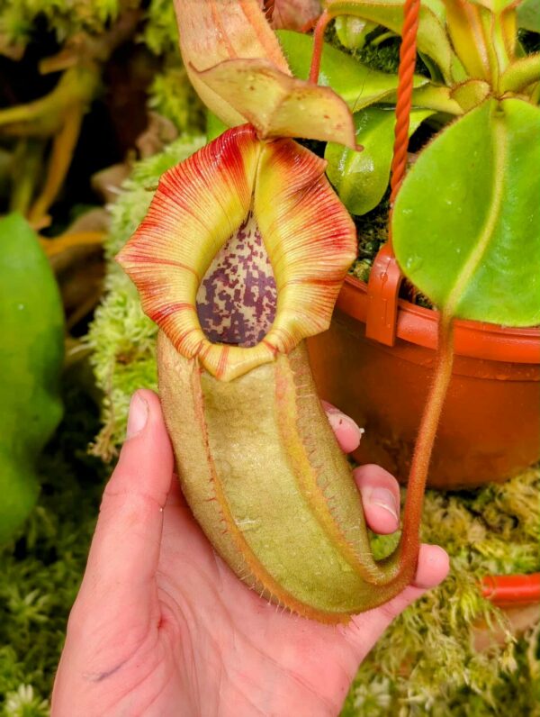 556: N. veitchii (m) x (lowii x veitchii) x boschiana - seedgrown - (19cm)