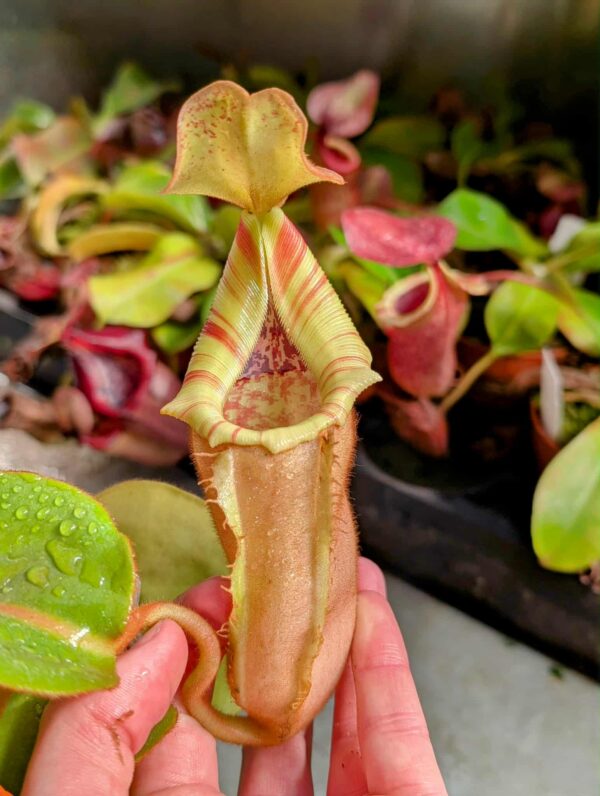 517: N. veitchii (m) x (lowii x veitchii) x boschiana - seedgrown - 2 plants - (22 & 12cm)