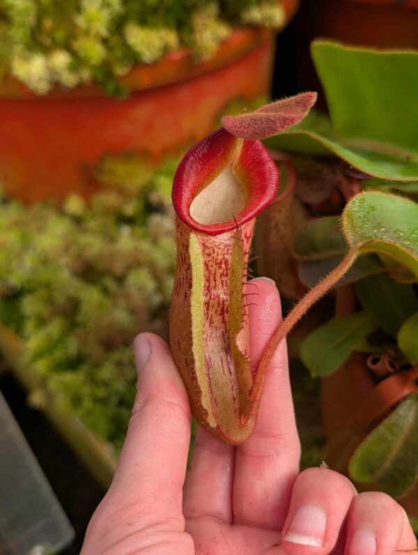 522: N. veitchii (m) x (lowii x veitchii) x boschiana - seedgrown - 2 plants - (35 & 15cm)