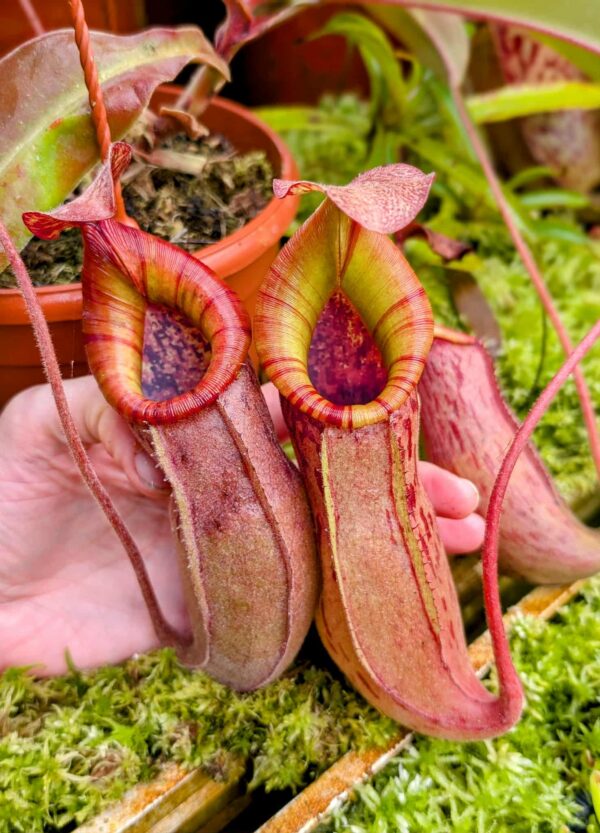 704: N. thorelii x  [(veitchii x maxima) x veitchii] - seedgrown - (38cm)