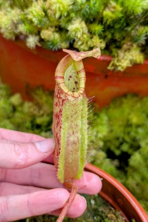 569: N. veitchii (m) x boschiana - seedgrown - 2 plants - (15 & 13cm)