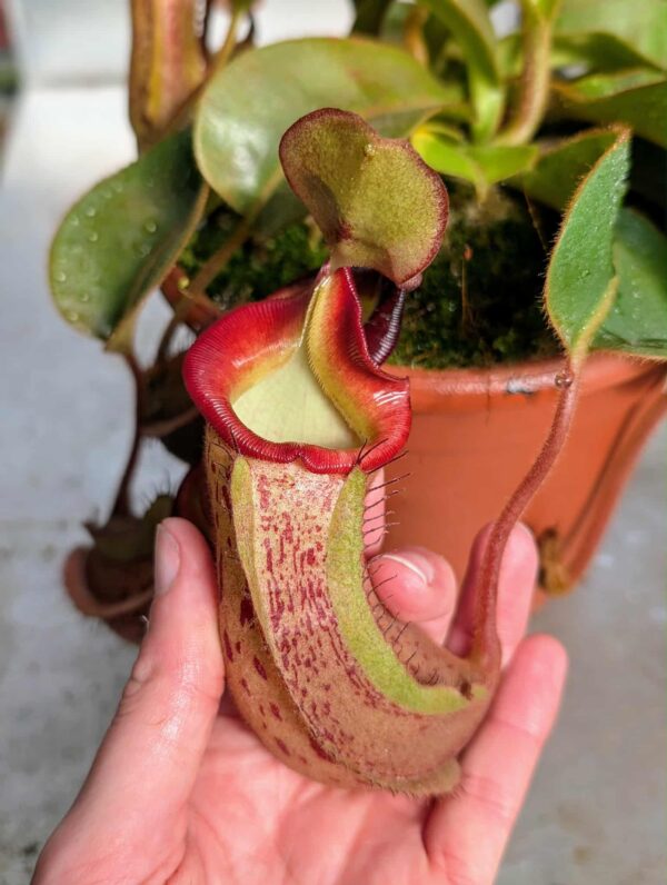 520: N. veitchii (m) x (lowii x veitchii) x boschiana - seedgrown - (20cm)