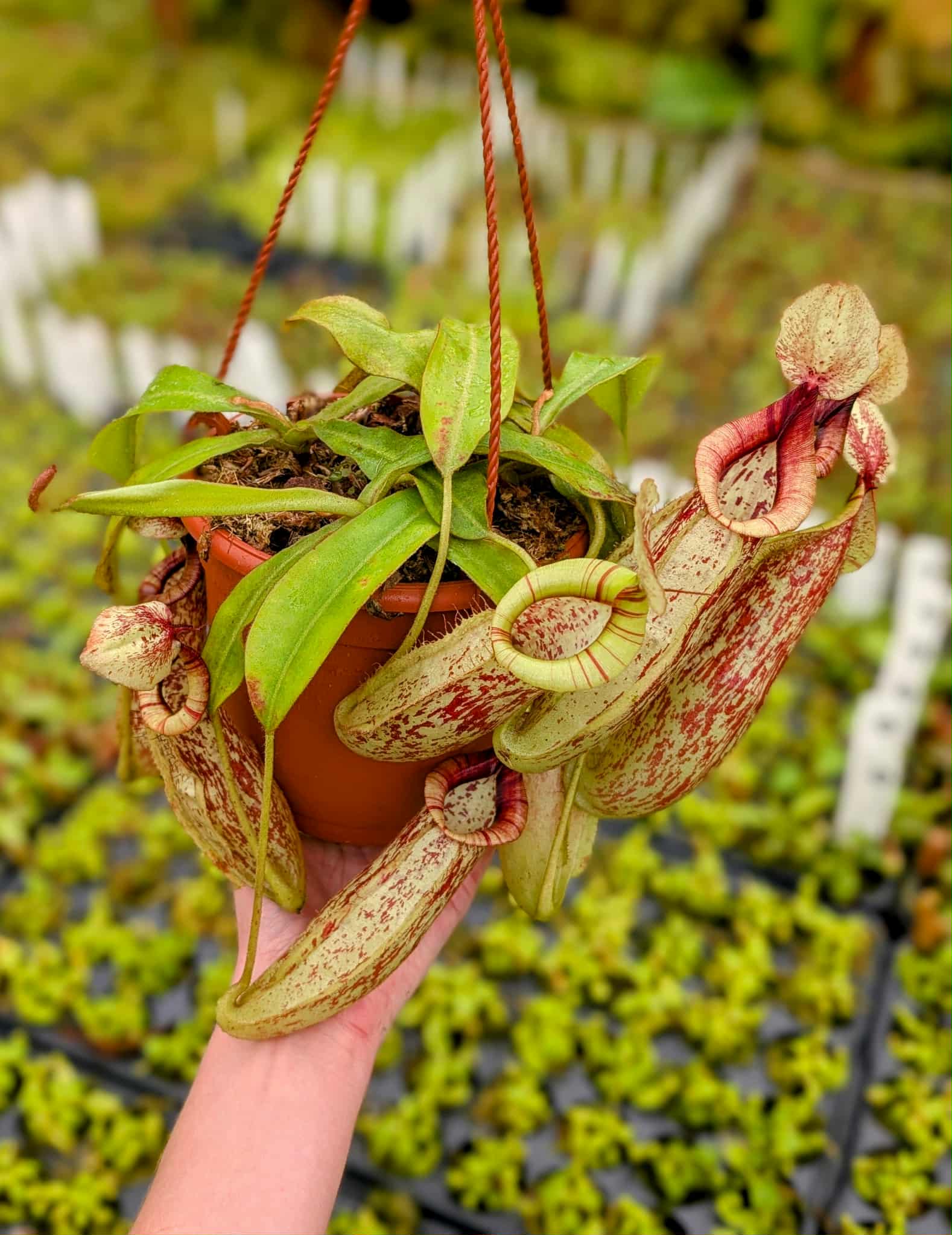 10da0035-ac72-443a-ac23-a752f320987f