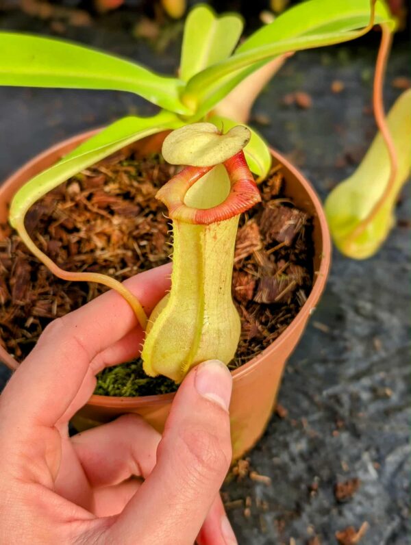 493: N. ventricosa (squat, red) x  (spathulata x lowii) (a) - EP - RC - (19 cm)