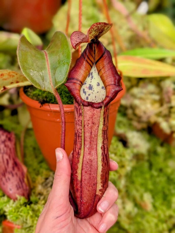 545: N. veitchii (m) x boschiana - seedgrown - (31cm)