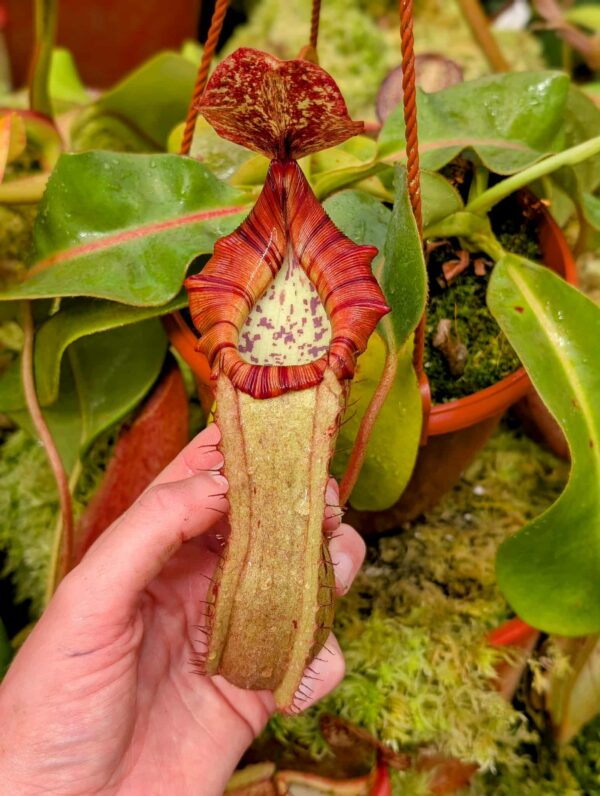 559: N. veitchii (m) x boschiana - seedgrown - 2 plants - (29 & 25 cm)