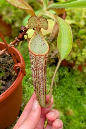 689: N. chianiana x petiolata - ISC from AW - (18cm)