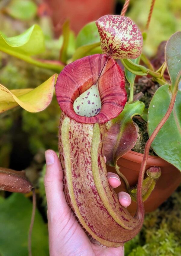 540: N. veitchii (m) x boschiana - seedgrown - 3 plants - (28, 26 & 16 cm)