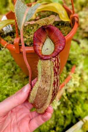 577: N. veitchii (m) x boschiana - seedgrown - (21cm)