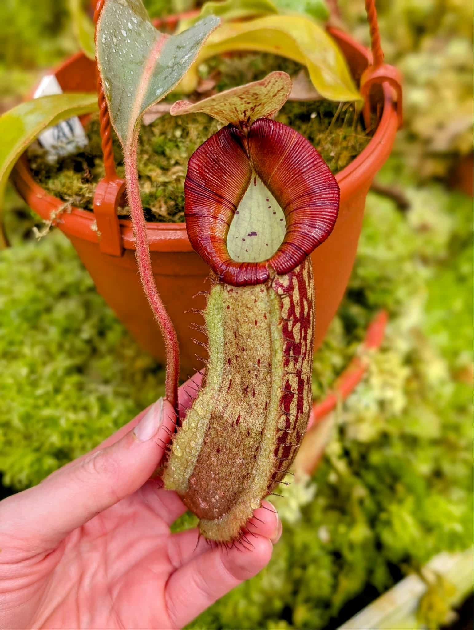 577: N. veitchii (m) x boschiana - seedgrown - (21cm)