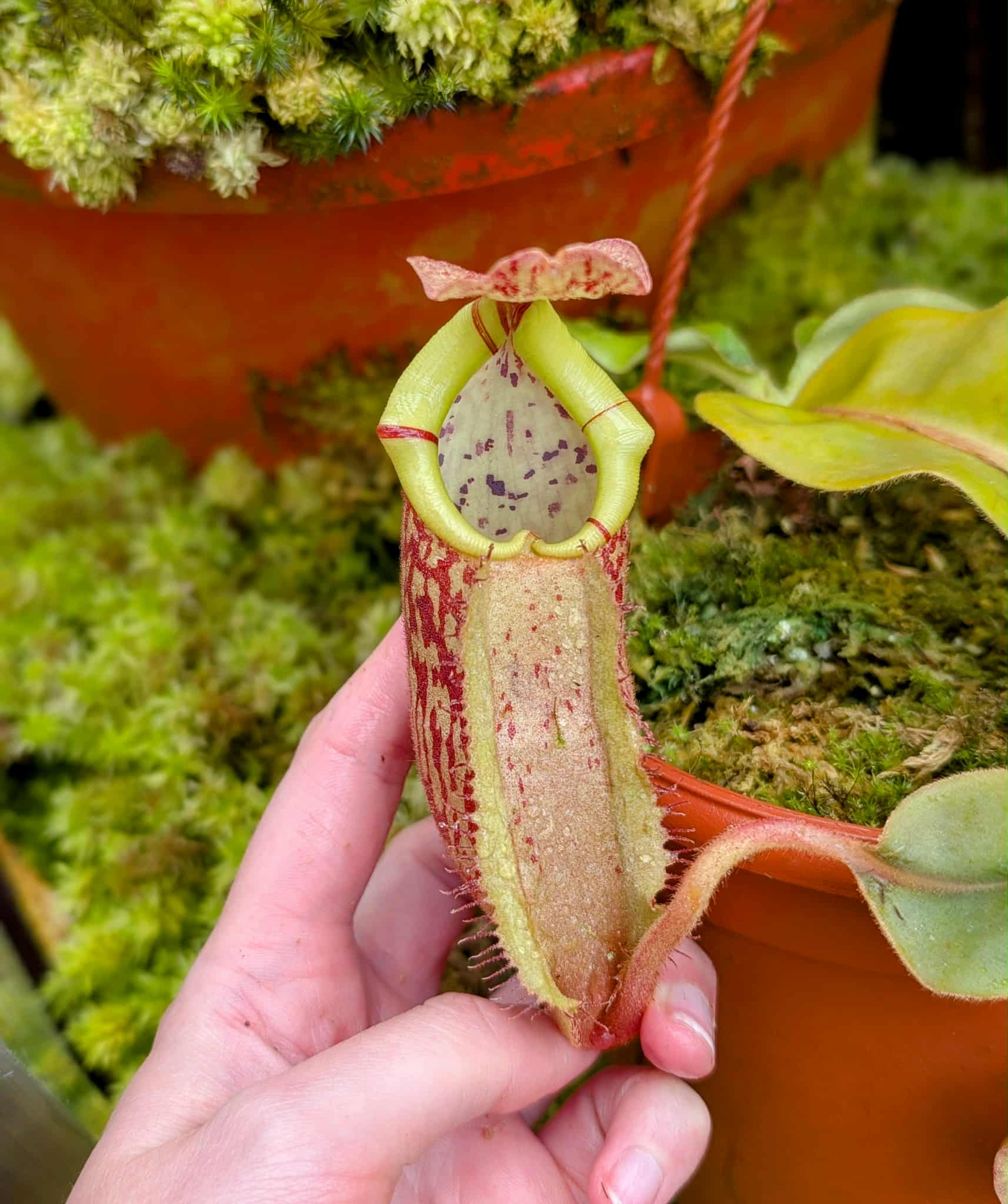 24b9284d-42d3-4d97-b67e-25181d4dfa87