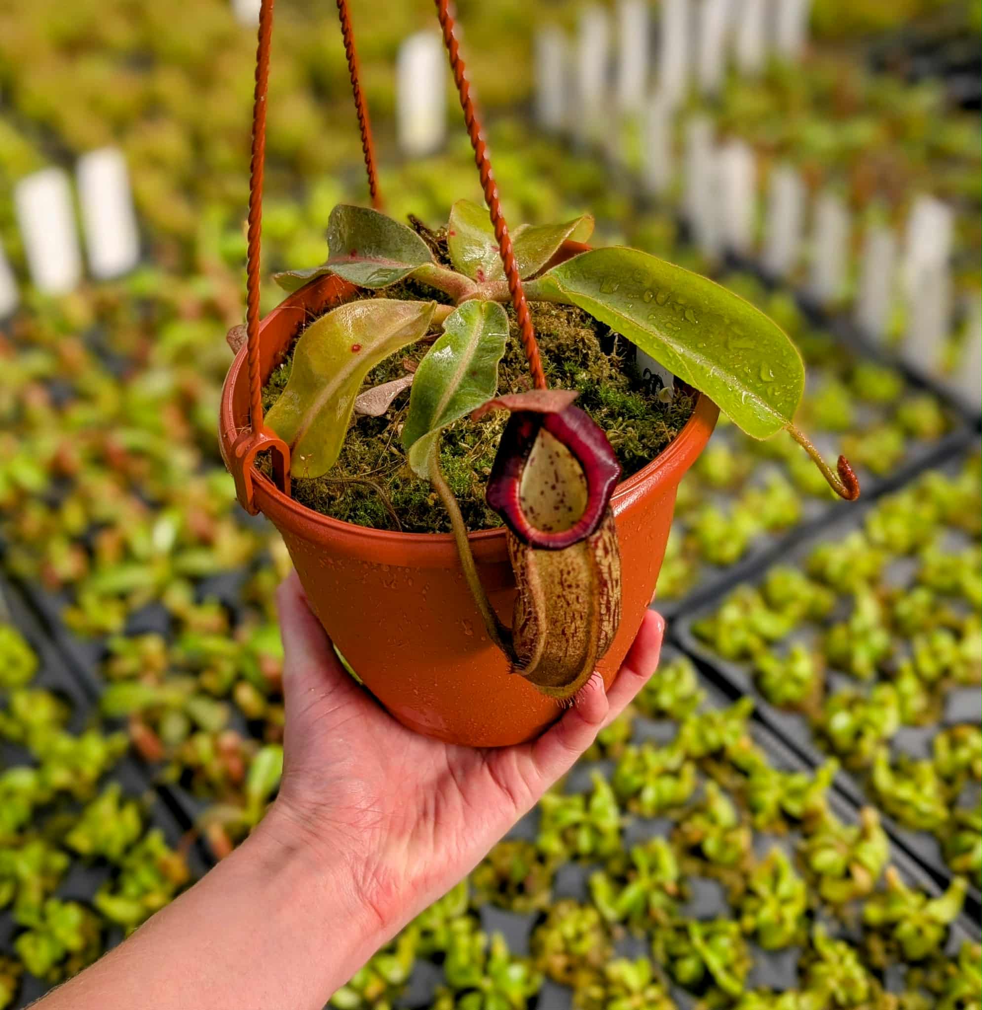 250992ec-8fbf-4975-8f48-3e89515a0660