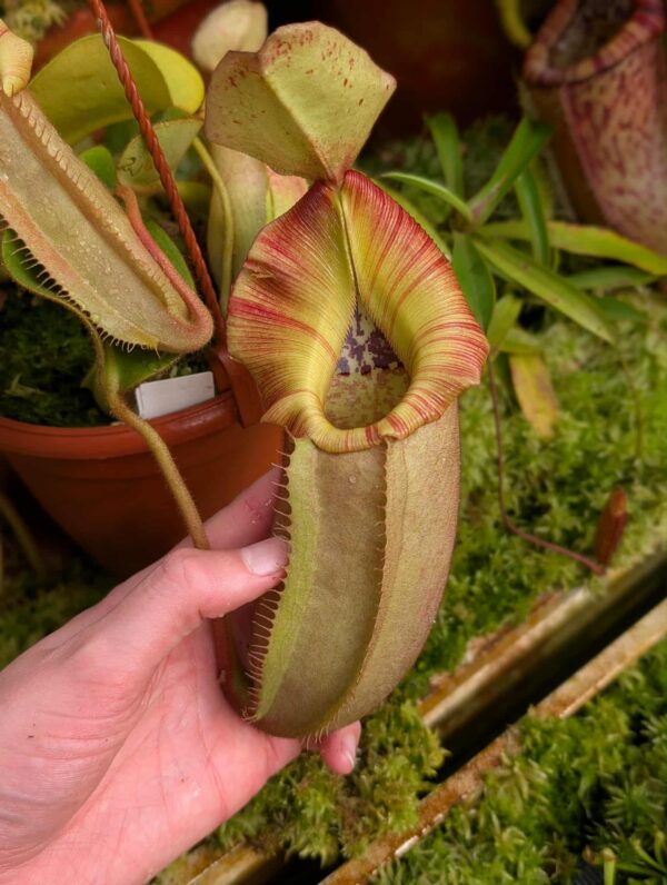 526: N. veitchii (m) x (lowii x veitchii) x boschiana - seedgrown - 2 plants - (23 & 17cm)