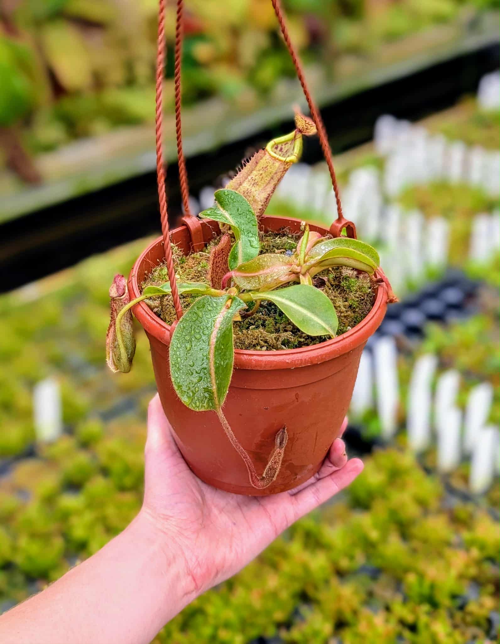 2832c36a-d79b-4efc-b921-ae8ed27f2cf7