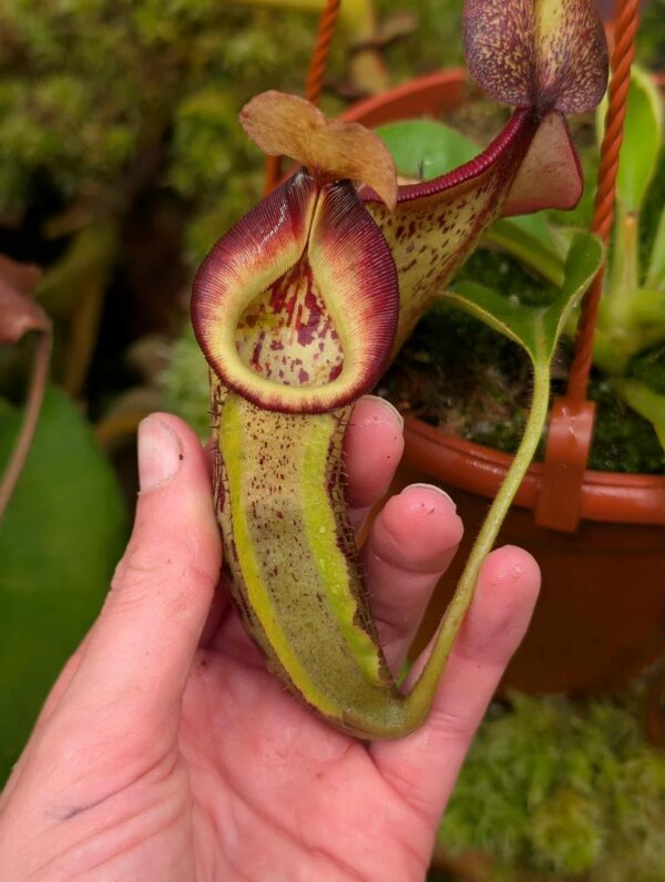 554: N. [(lowii x veitchii) - red x veitchii] x {(lowii x boschiana x [(lowii x veitchii H/L) x sibuyanensis x trusmadiensis)]} - seedgrown - (15cm)
