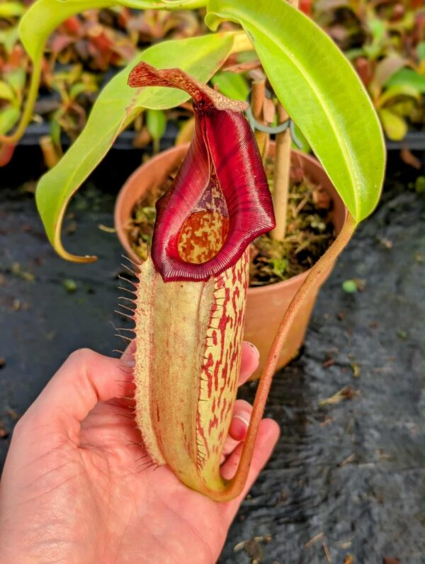 490: N. (Rokko ‘Exotica’ x boschiana) x veitchii (Hose Mountains) - RC - (27cm)