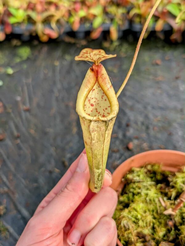 497: N. maxima (b) - female - EP- RC - (25 cm)