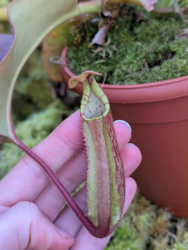538: N. veitchii (m) x boschiana - seedgrown - (24cm)
