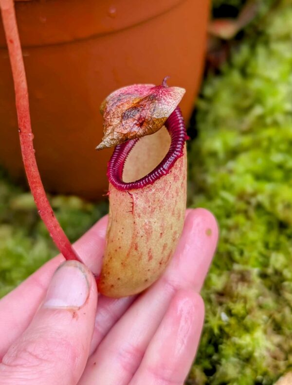 707: N. sibuyanensis - seedgrown - (13cm)