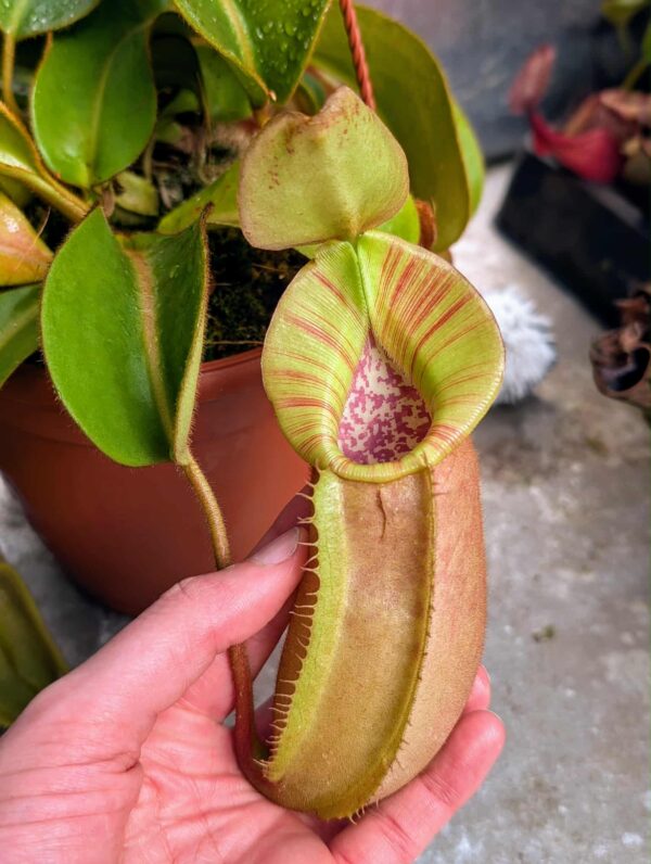 529: N. veitchii (m) x (lowii x veitchii) x boschiana - seedgrown - 2 plants - (25 & 18 cm)