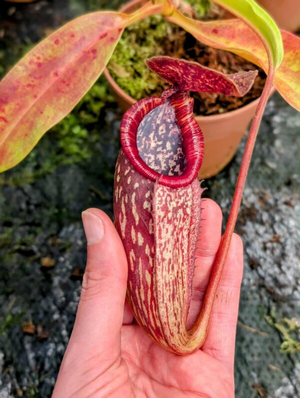 506: N. Rokko ‘Exotica’ x boschiana EP - RC - (21cm)