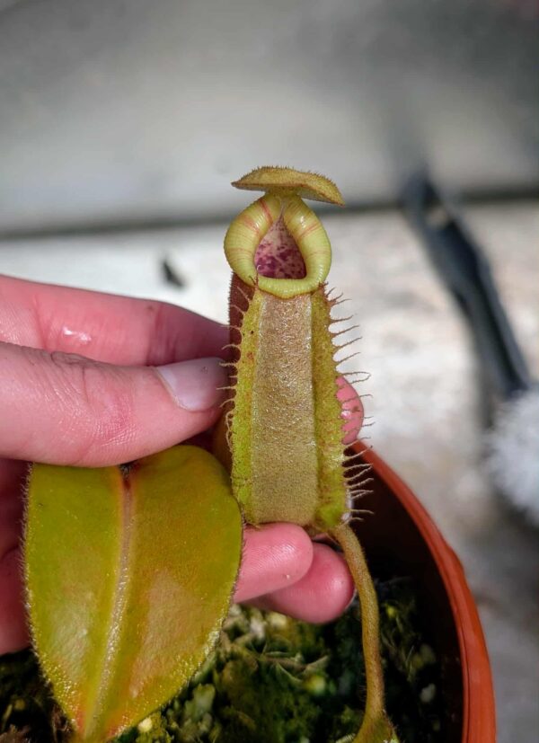 518: N. veitchii (m) x (lowii x veitchii) x boschiana - seedgrown - (10cm)