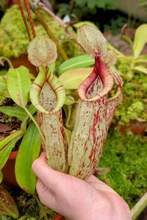 688: N. dyeriana - 3 plants - (28cm, 22cm & 21cm)