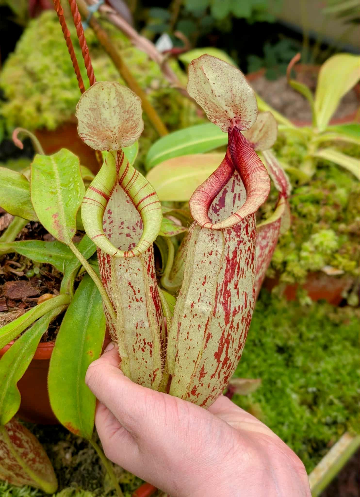 688: N. dyeriana - 3 plants - (28cm, 22cm & 21cm)