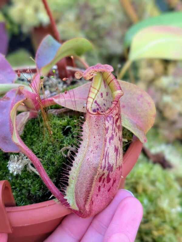 539: N. veitchii (m) x boschiana - seedgrown - (16cm)