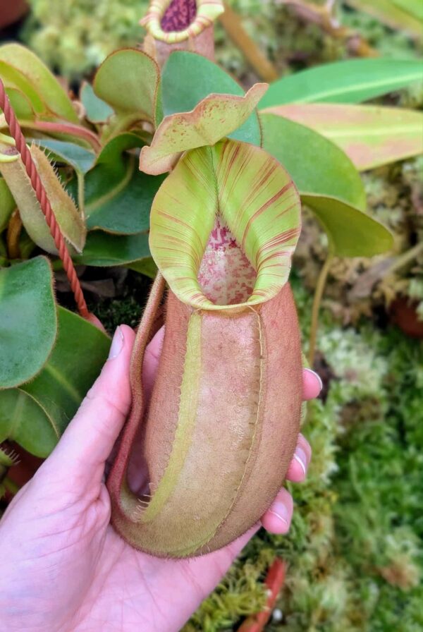 537: N. veitchii (m) x (lowii x veitchii) x boschiana - seedgrown - 2 plants - (23 & 18 cm)
