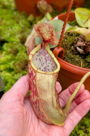 570: N. veitchii (m) x boschiana - seedgrown - 2 plants - (14 & 10cm)
