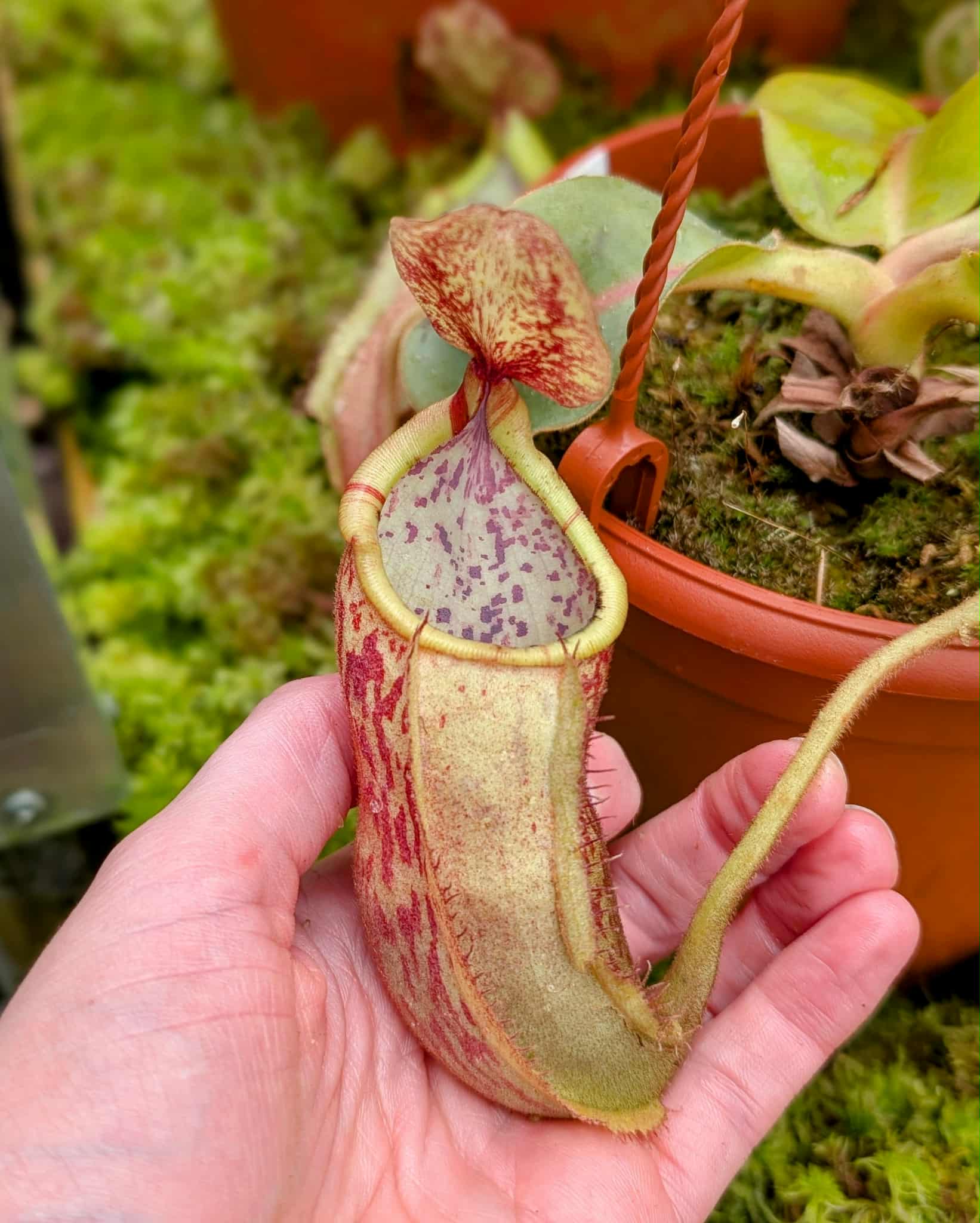 570: N. veitchii (m) x boschiana - seedgrown - 2 plants - (14 & 10cm)