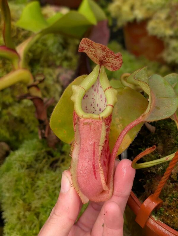 560: N. veitchii (m) x boschiana - seedgrown - 2 plants - (22 & 16 cm)