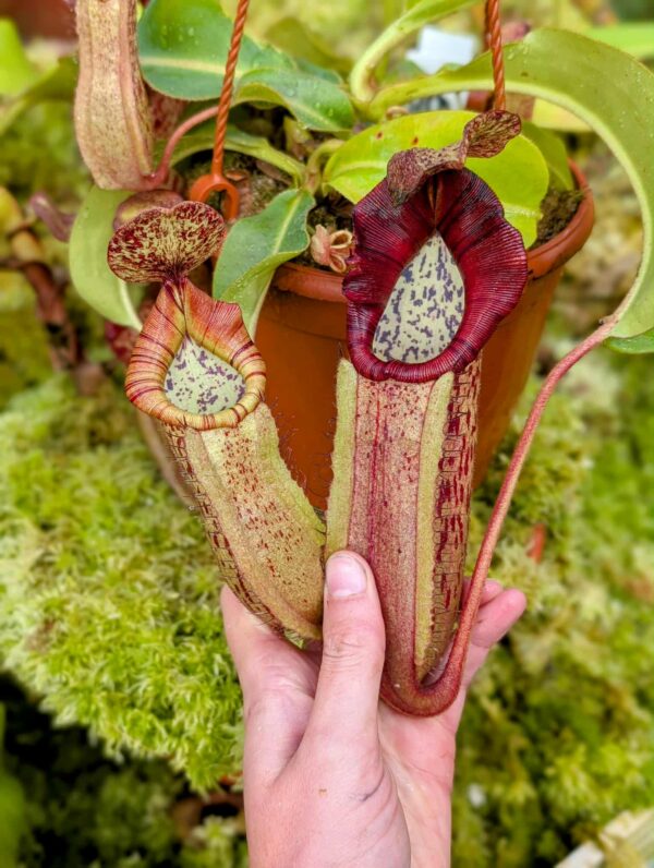 544: N. veitchii (m) x boschiana - seedgrown - (29cm)