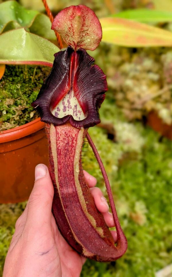 553: N. [(lowii x veitchii) - red x veitchii] x {(lowii x boschiana x [(lowii x veitchii H/L) x sibuyanensis x trusmadiensis)]} - seedgrown - (25cm)