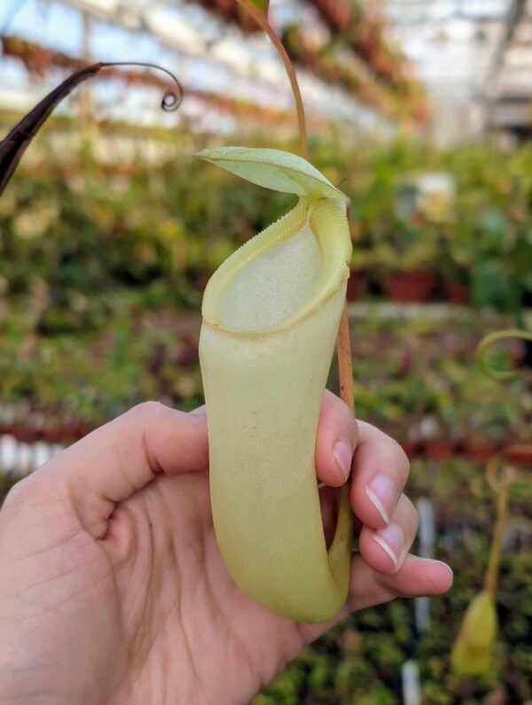 480: N. (ventricosa x sibuyanensis) – giant x [(ventricosa x sibuyanensis) x merrilliana] - EP - RC - (20 cm)