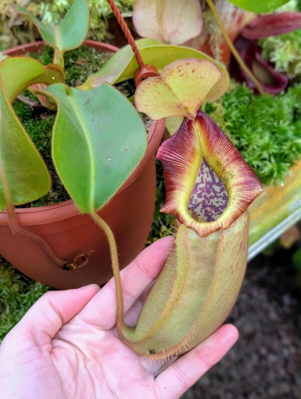 535: N. veitchii (m) x (lowii x veitchii) x boschiana - seedgrown - (21 cm)