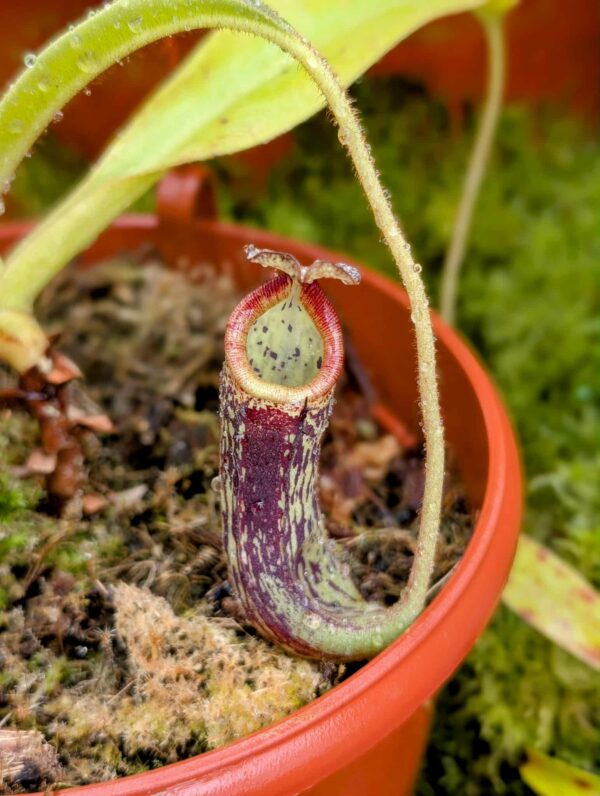 709: N. natural hybrid from Gunung Mantapok - (17cm)