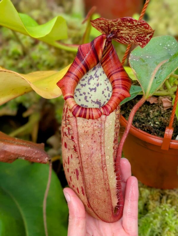 543: N. veitchii (m) x boschiana - seedgrown - (31cm)