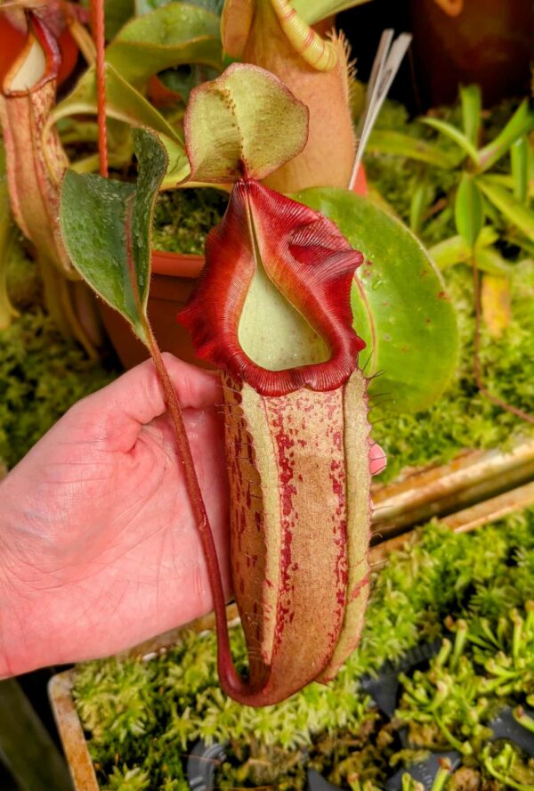 523: N. veitchii (m) x (lowii x veitchii) x boschiana - seedgrown - 2 plants - (25 & 18cm)