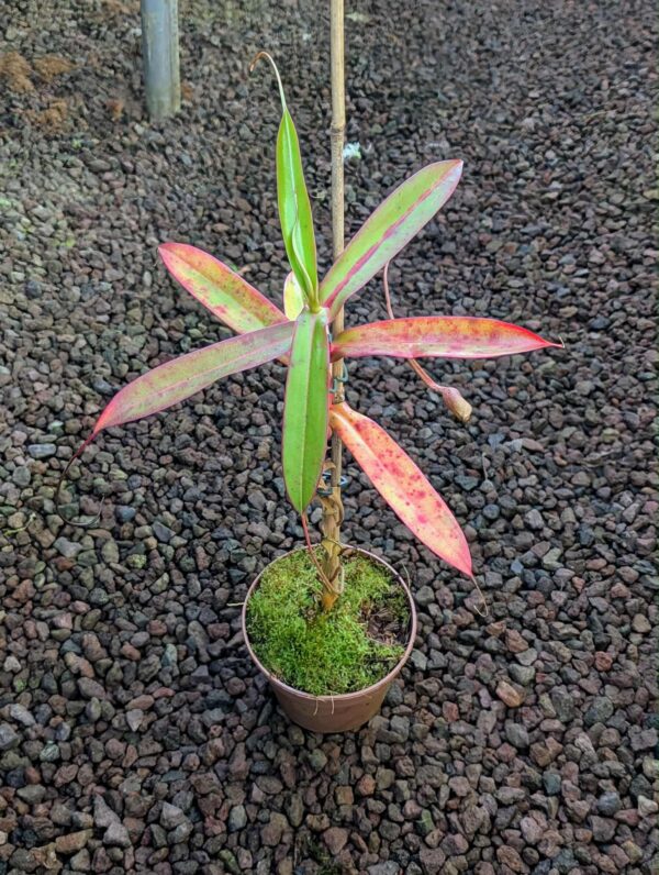 484: N. sibuyanensis (giant x squat) x ventricosa - EP - RC - (22 cm)