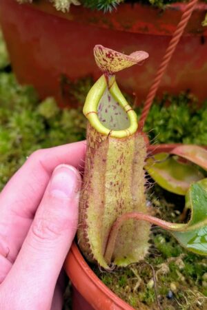 568: N. veitchii (m) x boschiana - seedgrown - 2 plants - (15 & 9cm)