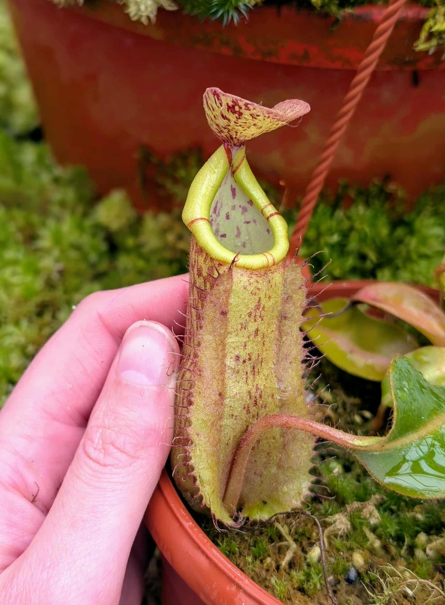 568: N. veitchii (m) x boschiana - seedgrown - 2 plants - (15 & 9cm)