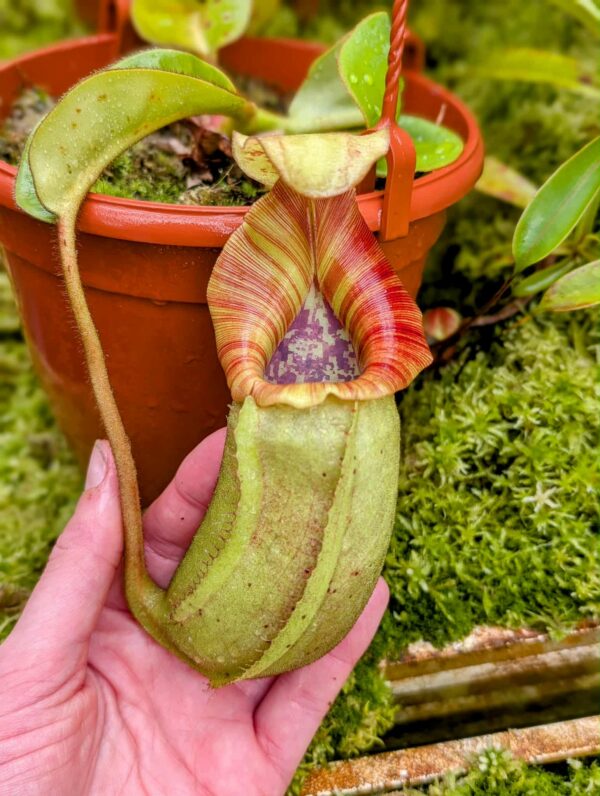 706: N. [(lowii x veitchii) x boschiana] x veitchii (m) - seedgrown - (16cm)