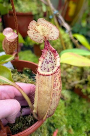 564: N. veitchii (m) x boschiana - seedgrown - (14cm)