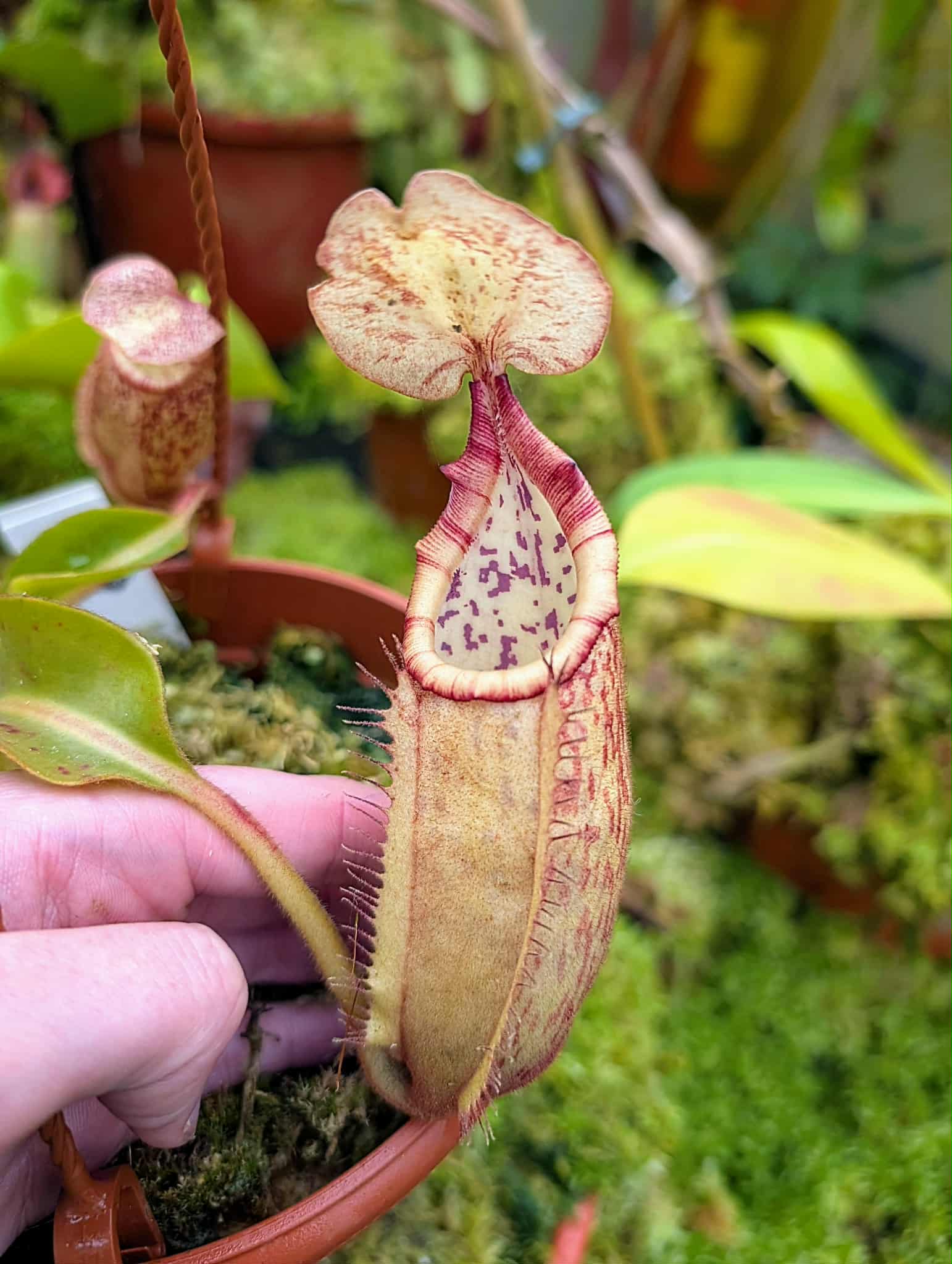 564: N. veitchii (m) x boschiana - seedgrown - (14cm)