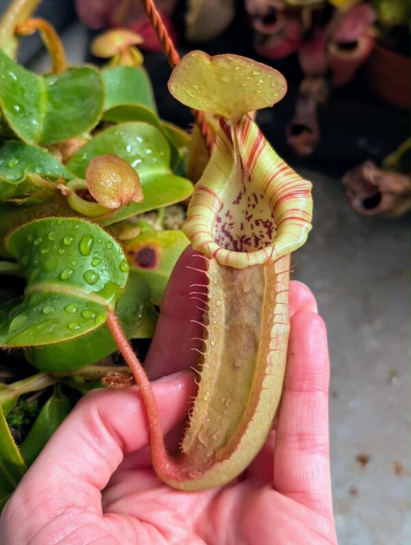 516: N. veitchii (m) x (lowii x veitchii) x boschiana - seedgrown - 2 plants - (18 & 13cm)