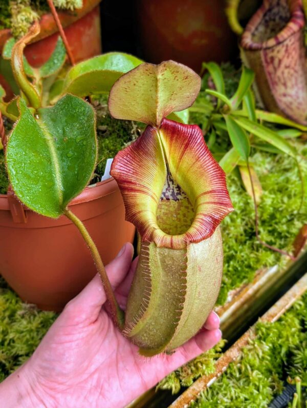 524: N. veitchii (m) x (lowii x veitchii) x boschiana - seedgrown - (24cm)