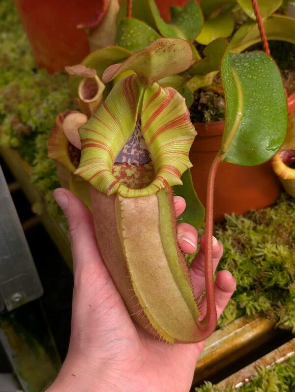 527: N. veitchii (m) x (lowii x veitchii) x boschiana - seedgrown - 2 plants - (23 & 15cm)